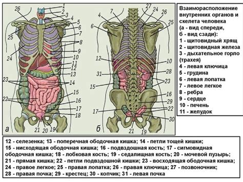 Симптомы и проявления урчания под правым ребром спереди