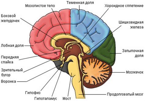 Симптомы при угнетении продолговатого мозга