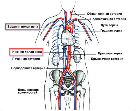 Синдром полых сосудов