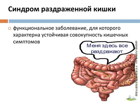 Синдром раздраженного кишечника у котов: как он приводит к бурлениям живота?