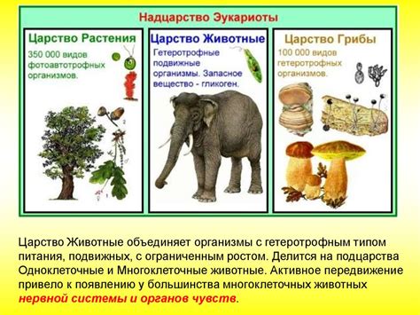 Синквейн по биологии помогает изучить разнообразие живых организмов