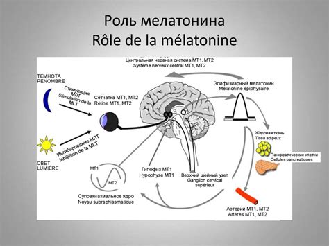 Синтез мелатонина