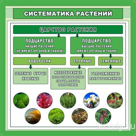 Систематика растений