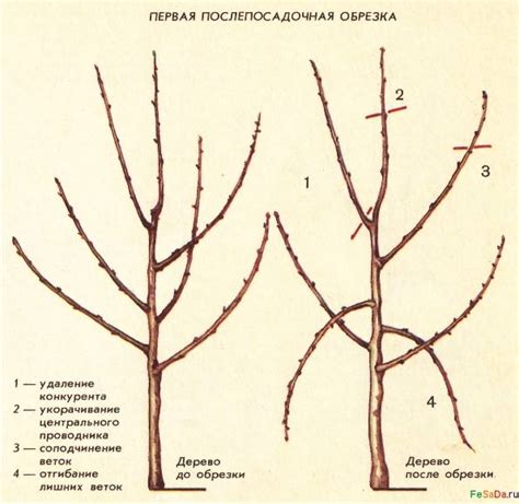 Систематический уход после обрезки