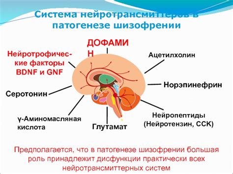 Система нейротрансмиттеров: регуляция работы мозговых цепей