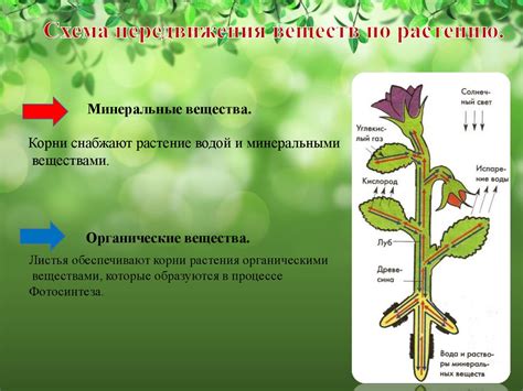 Система повышения резистентности растений