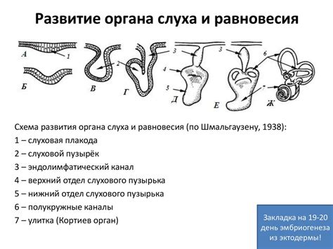 Система равновесия и развитие