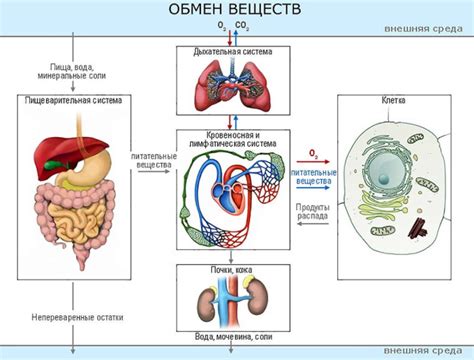 Системные заболевания и нарушения обмена веществ