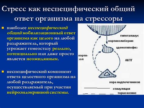 Системный ответ на стресс