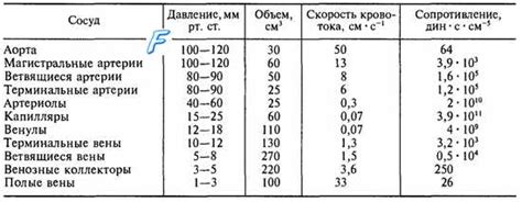 Скорость тока крови: почему она минимальна в капиллярах?