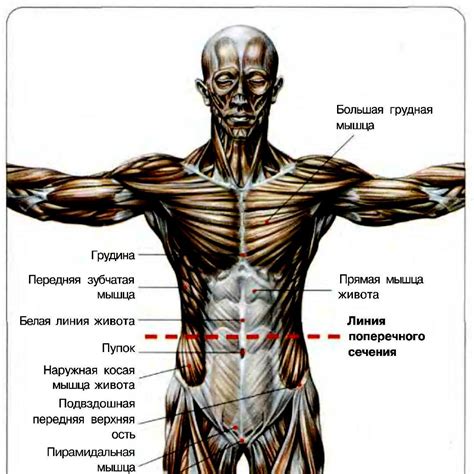 Слабость мышц брюшного пресса