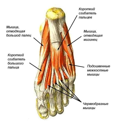 Слабые мышцы и связки стопы