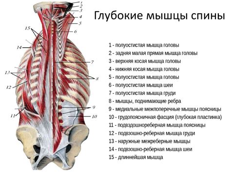 Слабые мышцы спины и ног