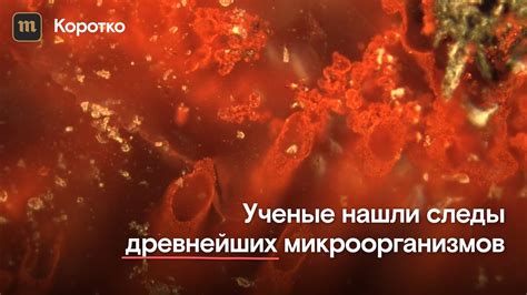 Следы деятельности микроорганизмов