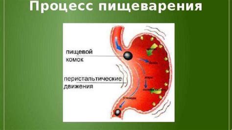 Слезы и процесс пищеварения