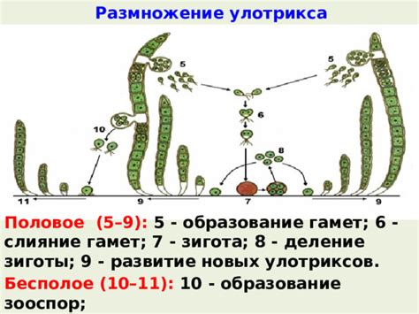 Слияние гамет и образование зиготы