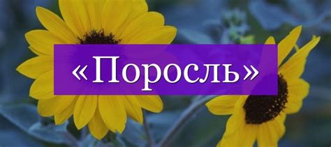 Слово "поросль": как его правильно писать и что за слово