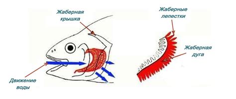 Сложности коммуникации у мужчины рыбы