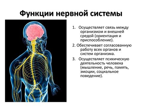 Сложный нервный и мозговой аппарат