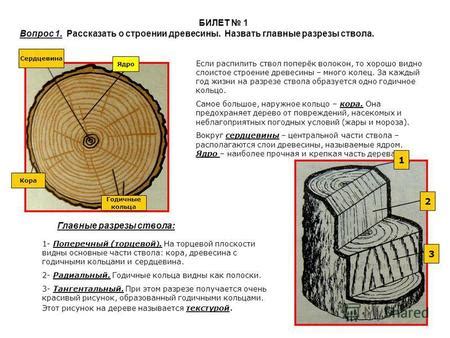 Слоистое строение ствола