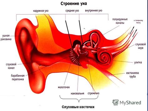 Слух: преобразование звуковых колебаний в нервные импульсы