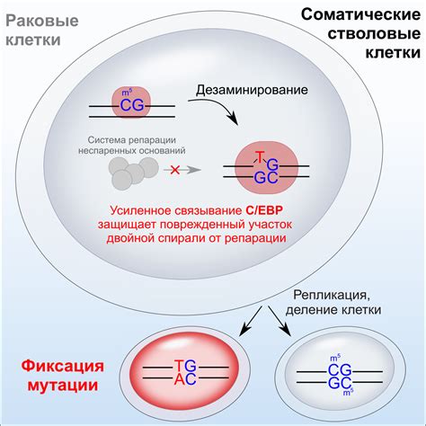 Случайные мутации и отбор