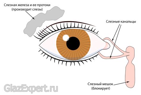 Смазывание глаза