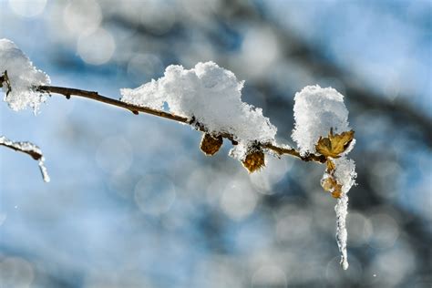 Снег как естественный изолятор