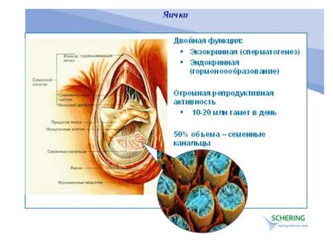 Снижение давления на половые органы