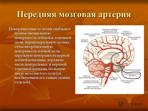 Снижение притока крови к головному мозгу