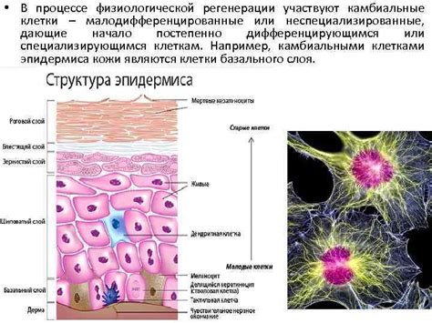 Снижение регенерации тканей