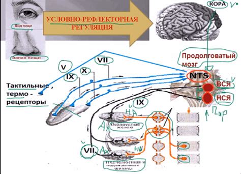 Снижение слюноотделения