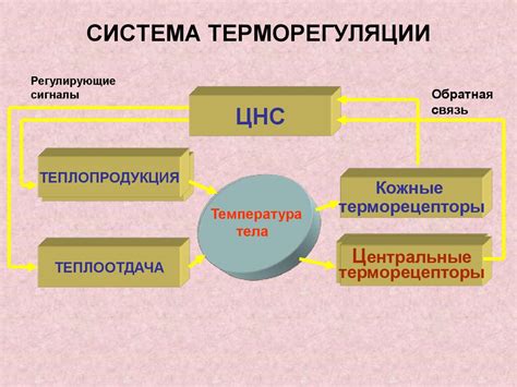 Снижение терморегуляции