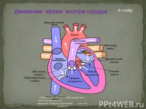 Снижение циркуляции крови