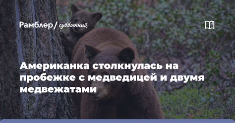 Сновидение о встрече с медведицей и медвежатами