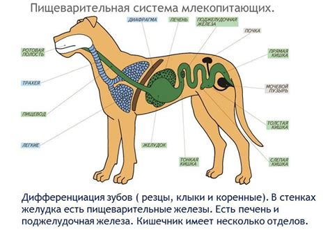 Собаки и здоровье: польза и влияние питомцев