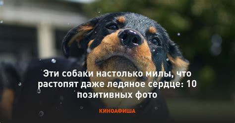 Собаки растопят сердце каждого