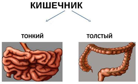 Собачий желудок и кишечник