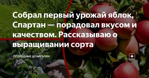 Собираем первый урожай и наслаждаемся вкусом