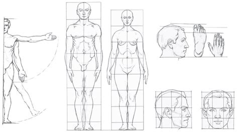 Совершенствование мастерства в анатомическом рисунке: особенности прорисовки человеческого тела