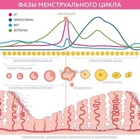 Советы для учета всех факторов при определении дня овуляции