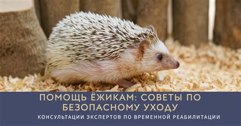 Советы по безопасному удалению животных