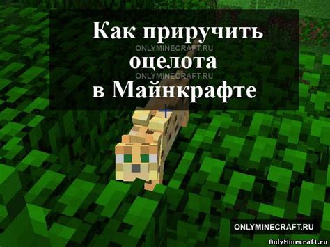 Советы по использованию оцелотов в Майнкрафт