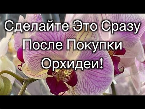 Советы по обращению с цветками, чтобы их название было легче определить