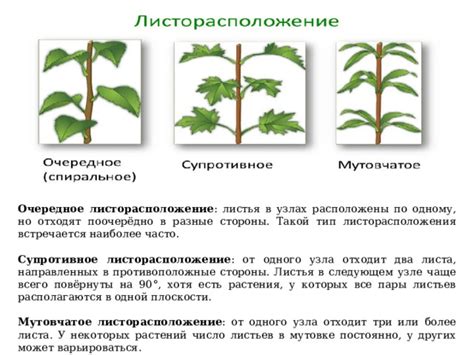 Советы по определению листорасположения