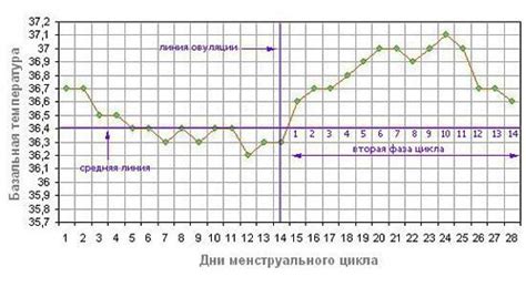 Советы по определению овуляции с помощью градусника