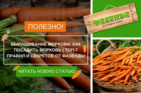 Советы по посадке моркови