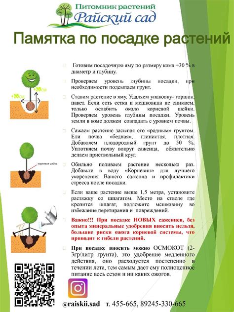 Советы по правильной посадке и уходу за клематисами в компании других растений