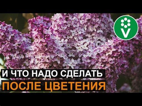 Советы по профилактике скручивания листьев сирени