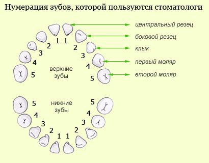 Советы стоматолога по борьбе с хрупкостью челюсти